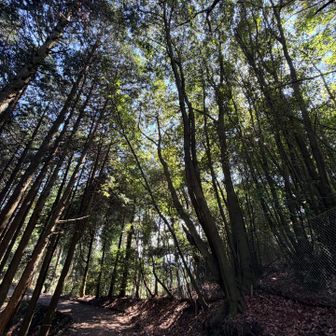 いい感じ！カシの木🌲