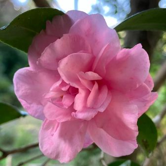 一輪だけヤブツバキ🌸