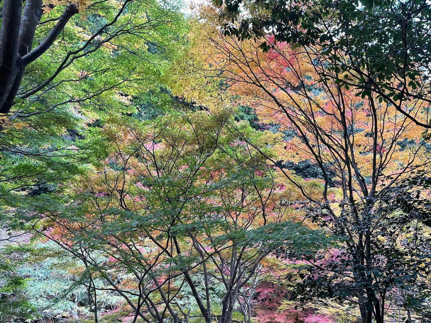 色取りどり