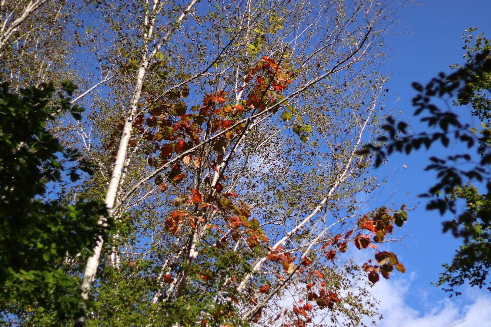 麓も紅葉🍁が始まってる…