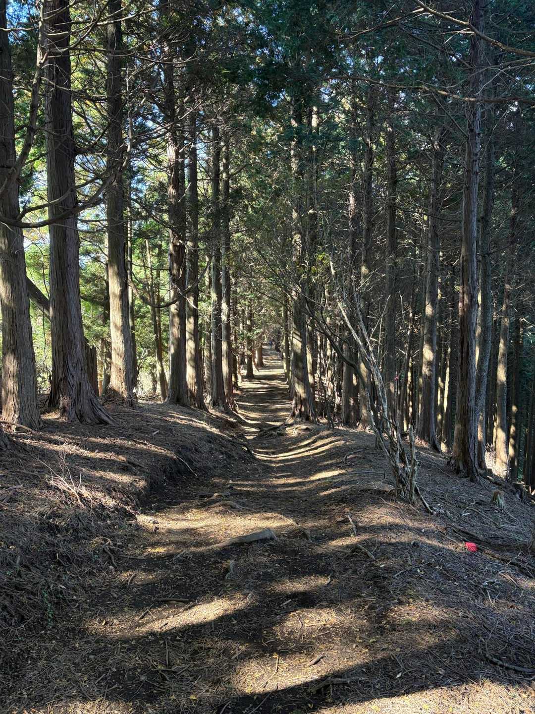 　お地蔵様から見晴台まで、尾根歩きのご褒美ロードが続きます。