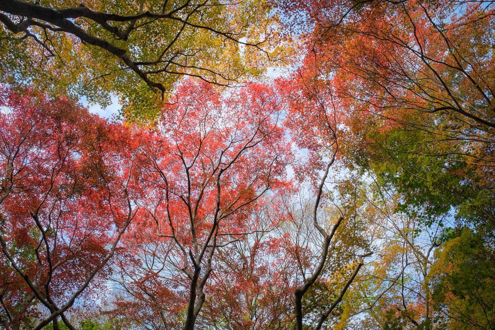 登り始めてすぐ山腹の紅葉が出迎えてくれる。
素晴らしい‼️