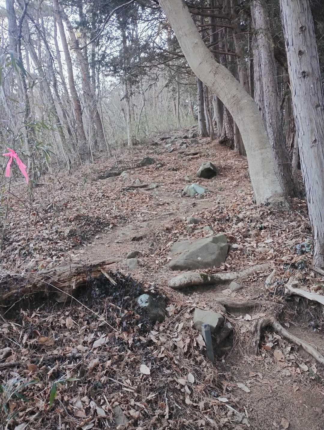 一番の急登なんだけど急傾斜に写らない