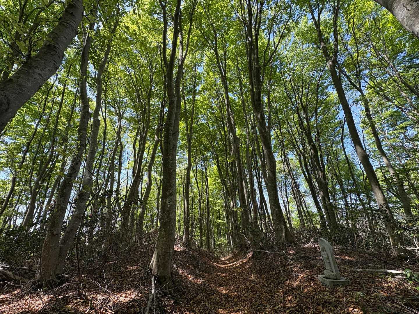 緑が本当に綺麗🌿