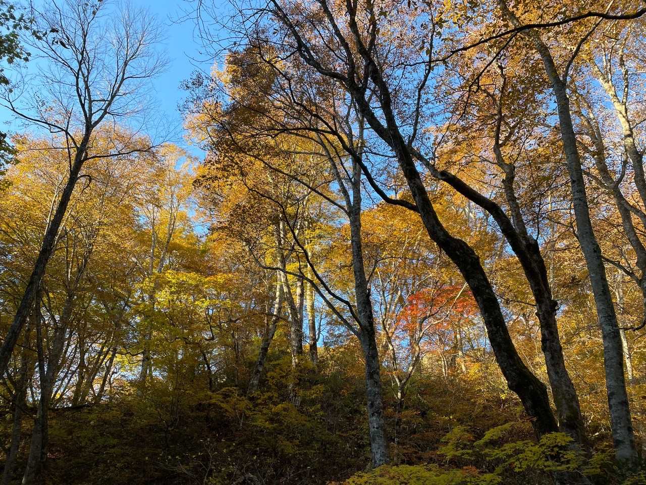 青空と紅葉が良い色です。神社の凛とした空気が気持ち良い。