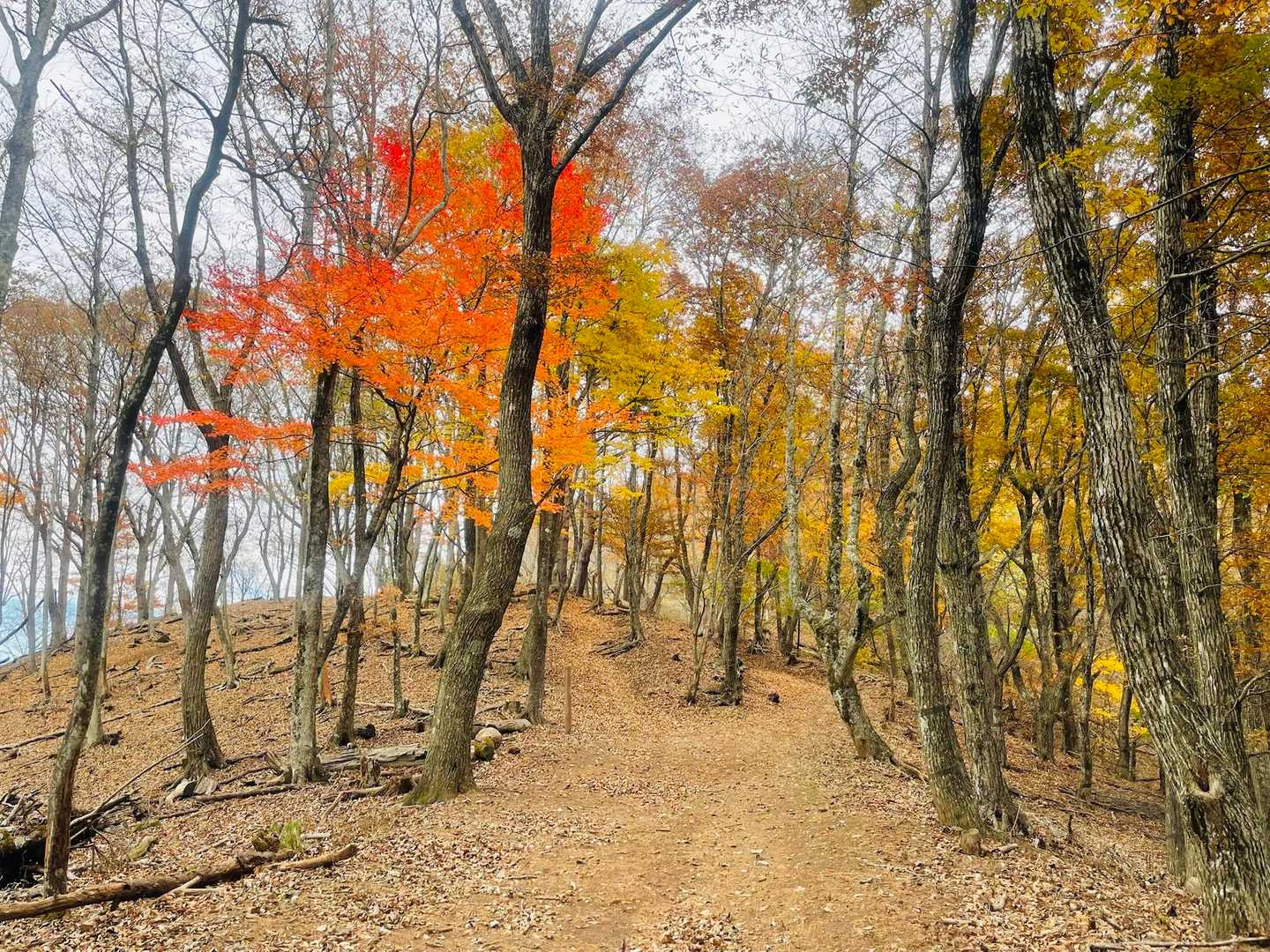 紅葉はこれくらいの色が好みです