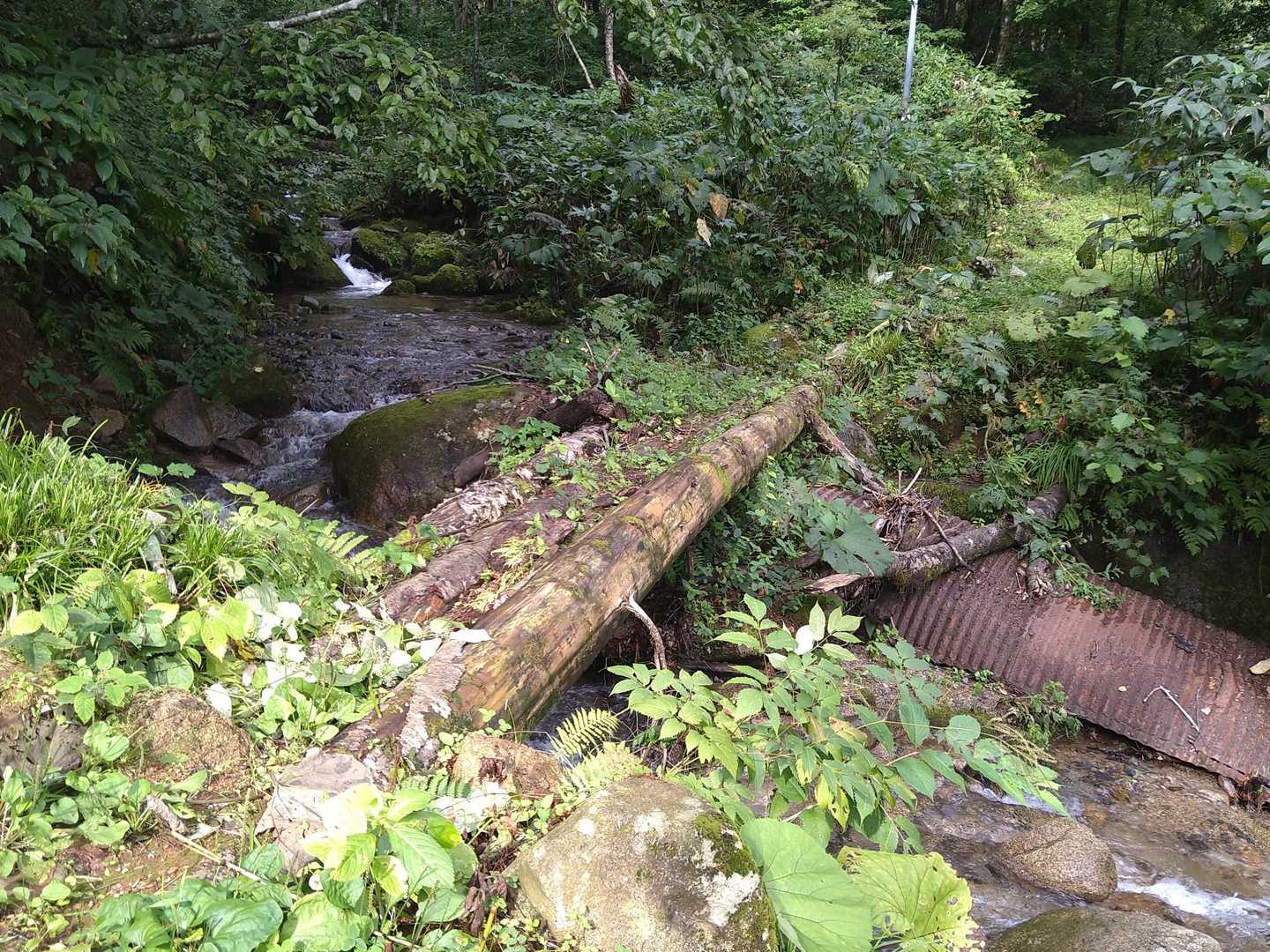 丸太橋  地味に滑ります