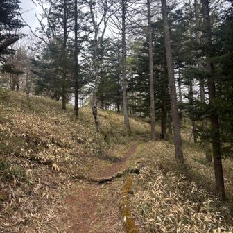 天女山への道のり
膝の怪我で体力落ちてしまい、息が上がりました😅