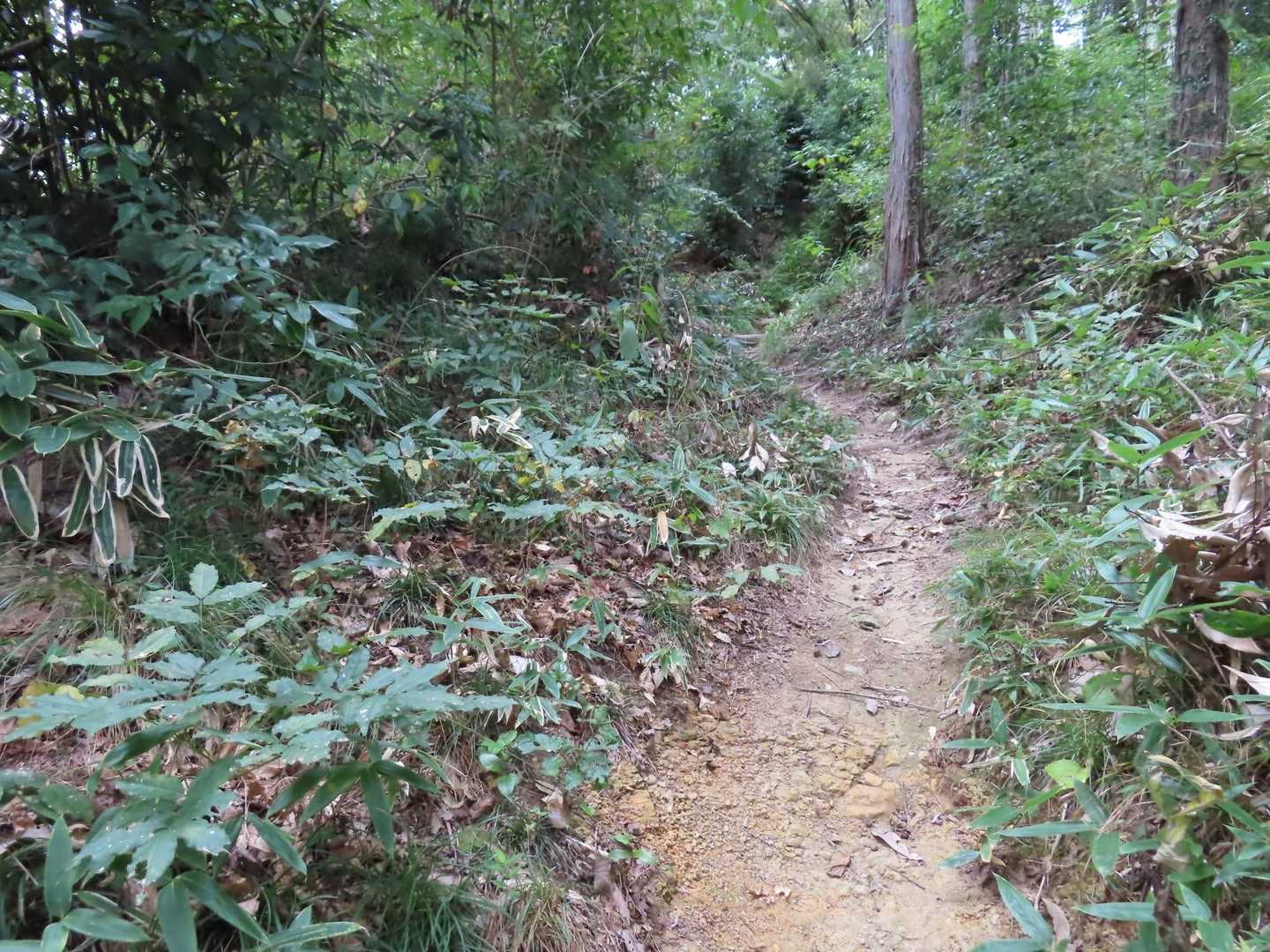 長学寺から登山道に入ります。