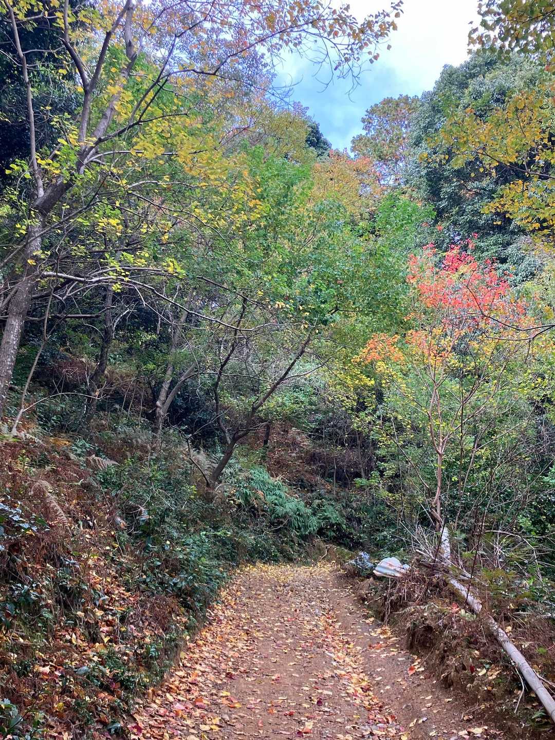 栂ノ尾バス停-白雲橋-福ヶ谷林道登山口-槙ノ尾バス停-愛宕 縦走コースの写真