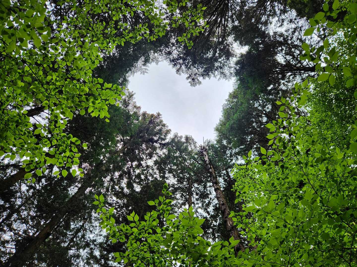 うっすら明るいなぁと思って見上げると…♥️？