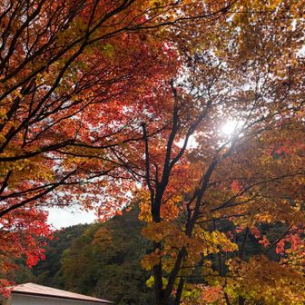 赤い🍁