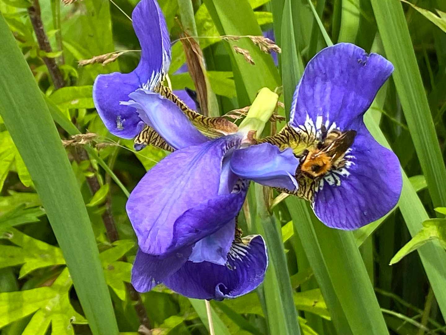 あやめにマルハナバチが蜜を吸いに来ていた