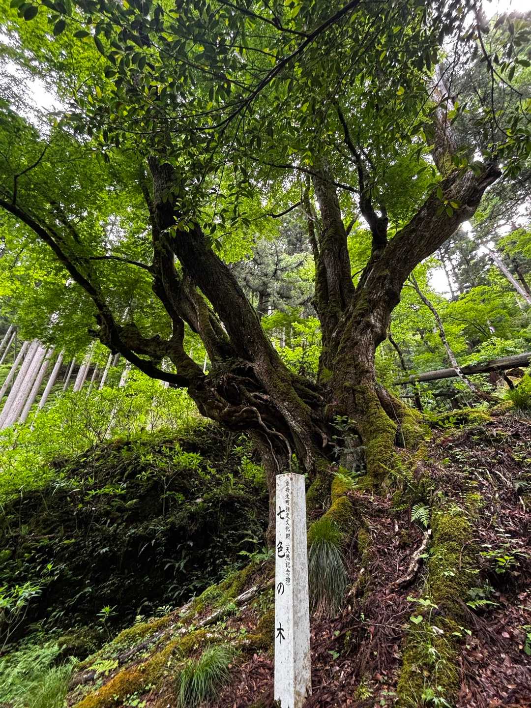 七色の木🌈🌲

1本のカツラの木にスギ、ケヤキ、イロハモミジ、フジ、カヤ、カエデ