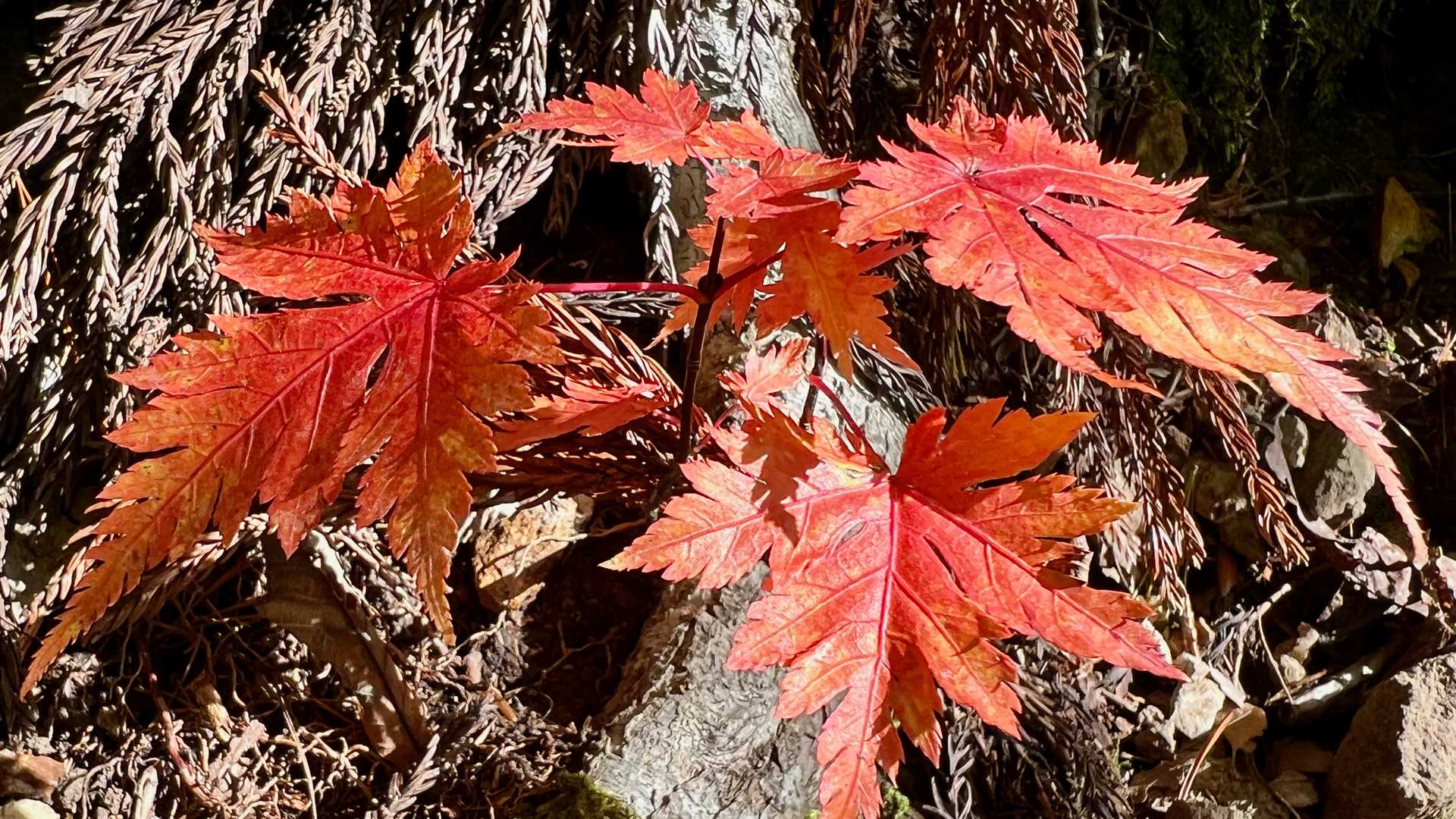 足元に目をやると、小さいながらも精一杯の紅葉。その力強さに感心。
