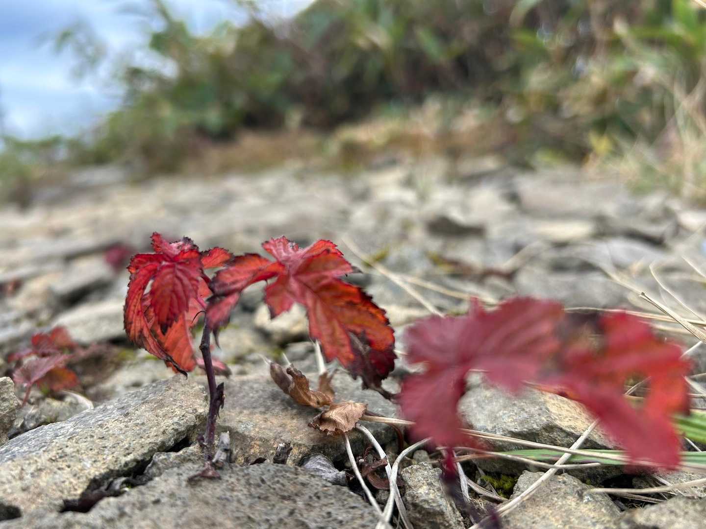 小さい秋🎃🍁🍄🌰