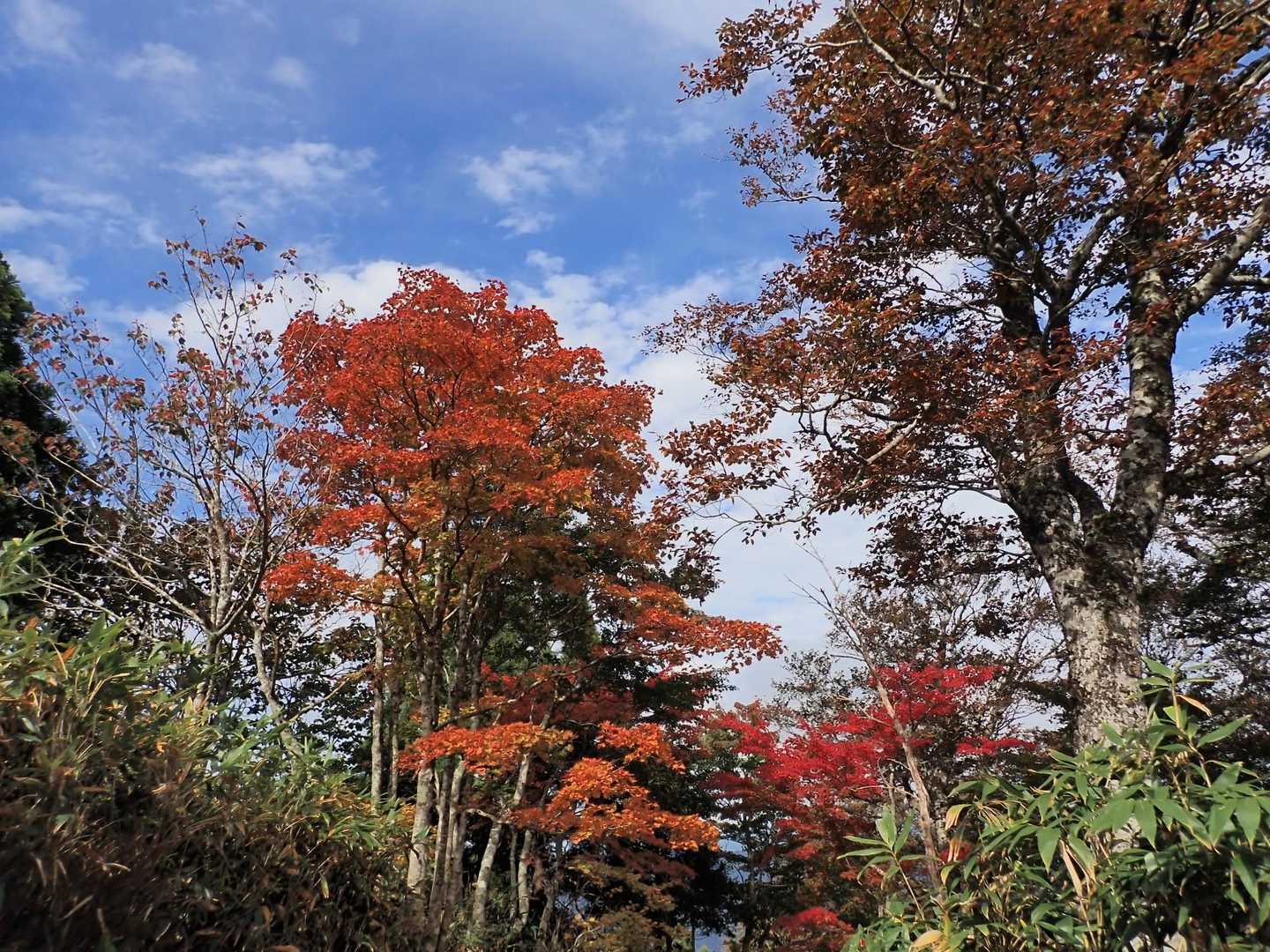 思った以上に色付いてて良かった。