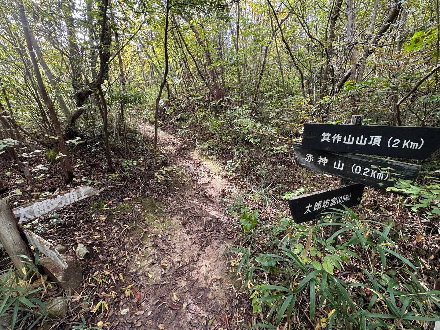 明るい中に陰の気配。不思議なお山😯