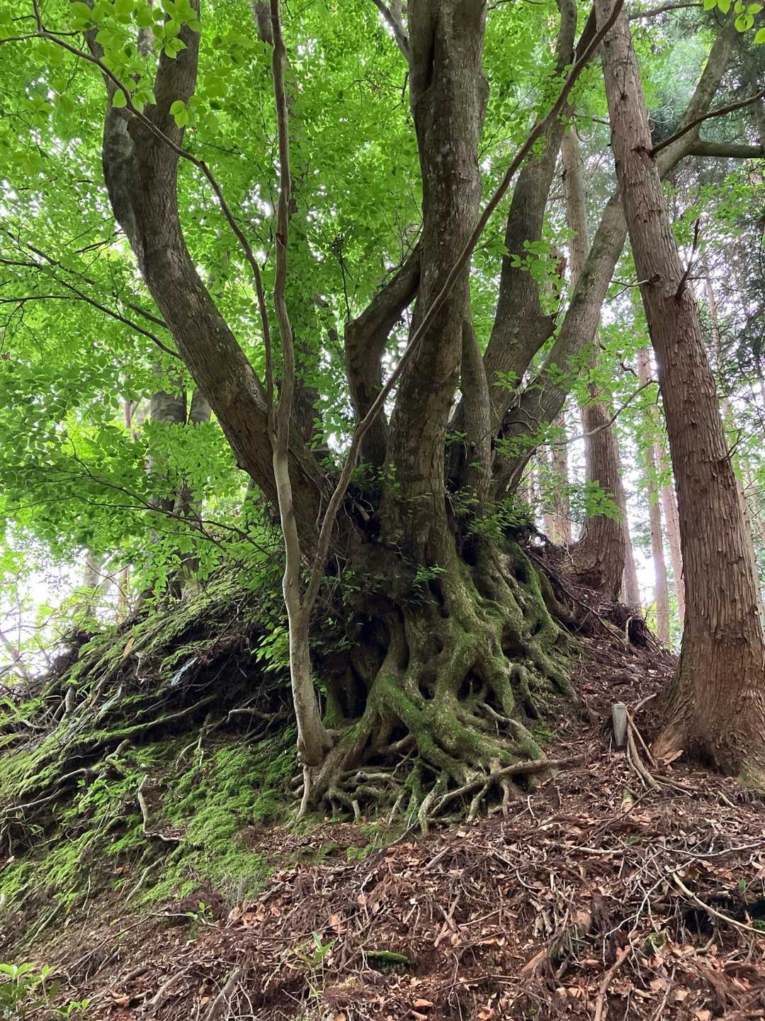三坂山 往復コースの写真