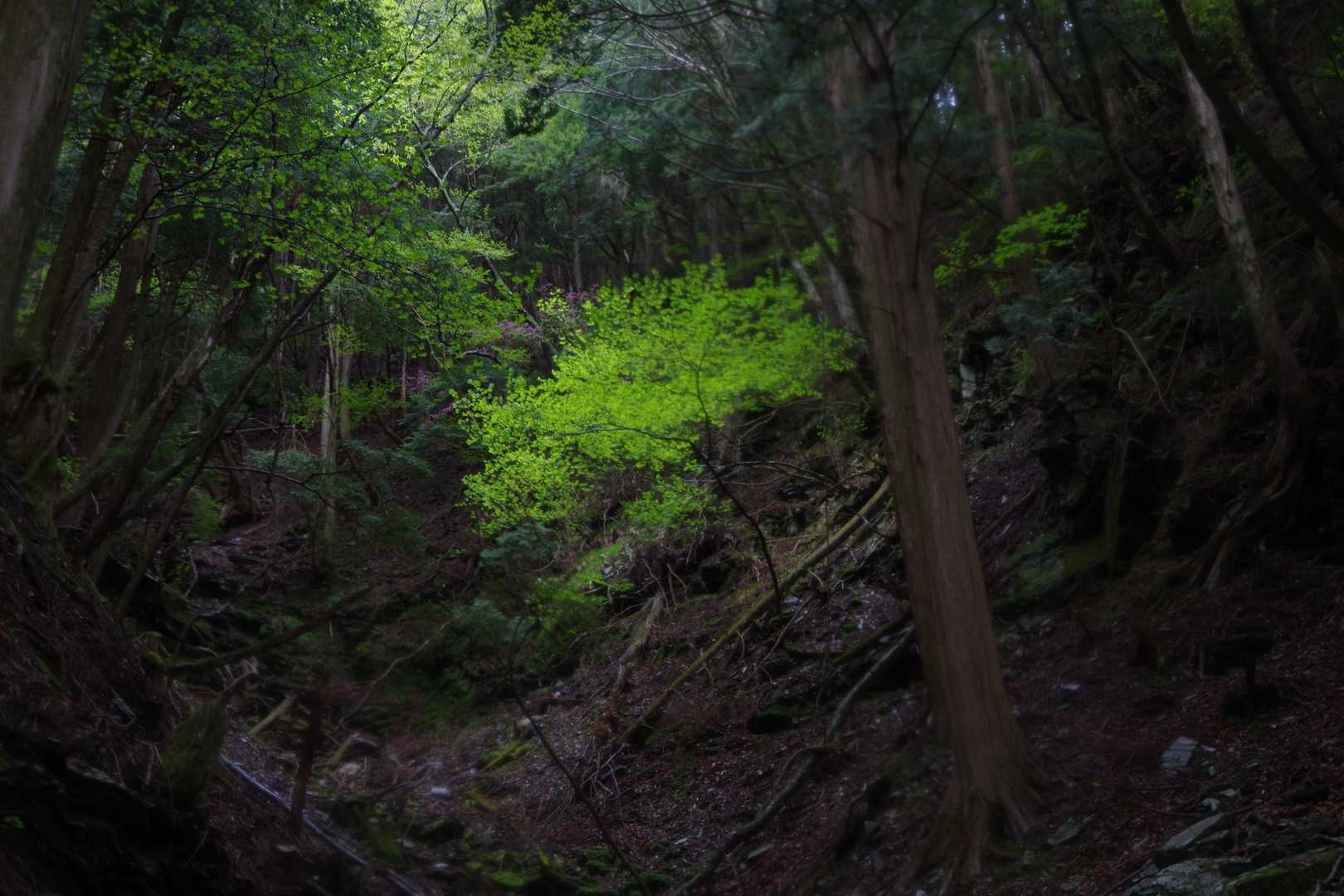 谷に輝く黄緑