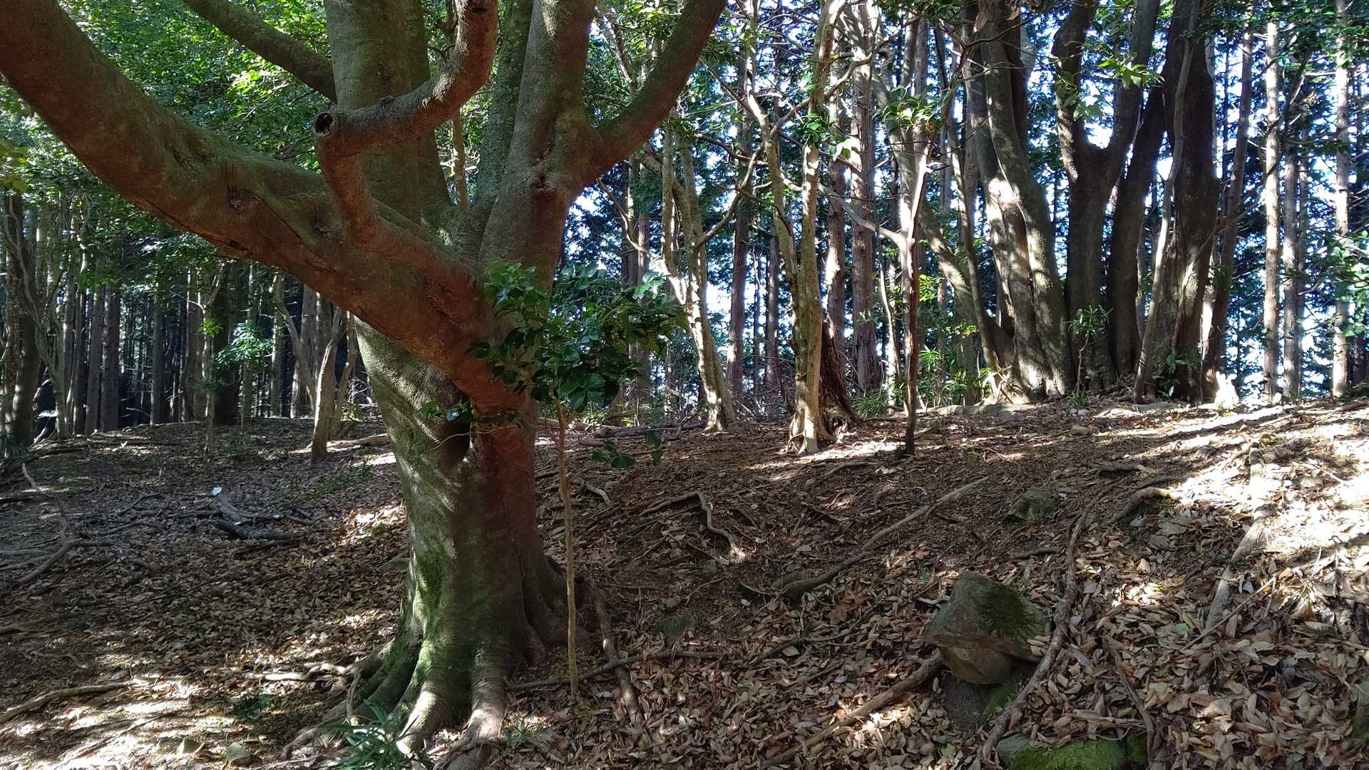 曲輪あと