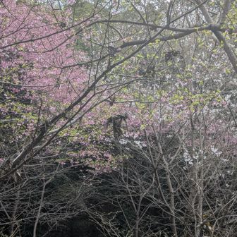 春めいてきてる