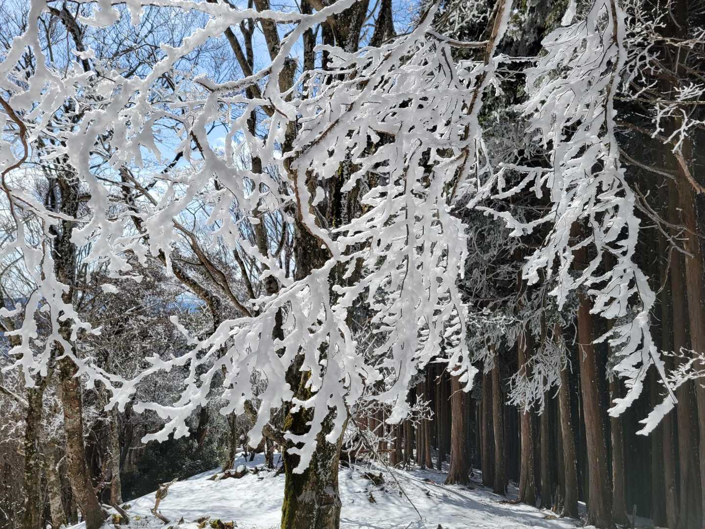 観音峰登山口-観音平-観音峯山 往復コースの写真