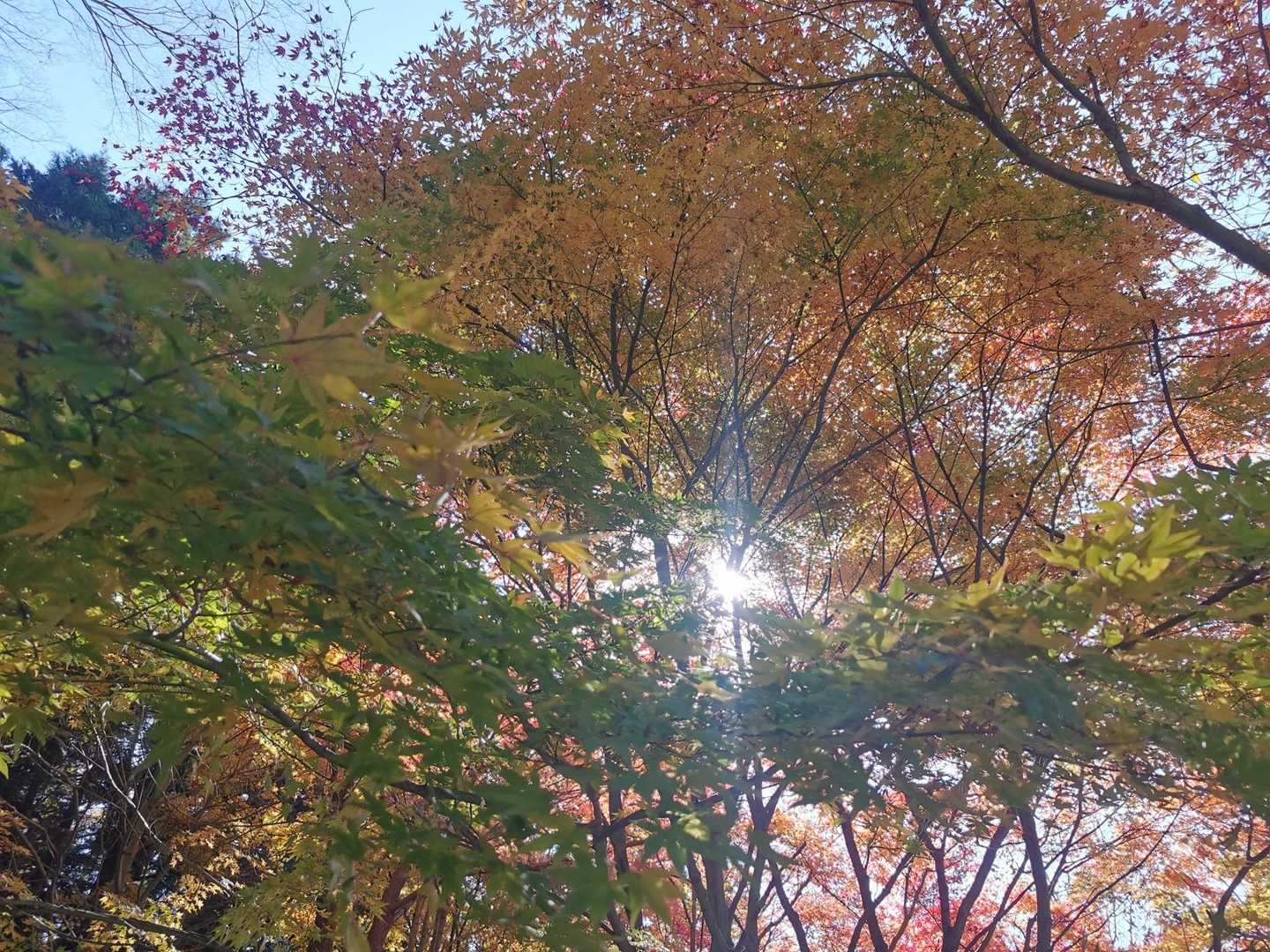 紅葉が綺麗
