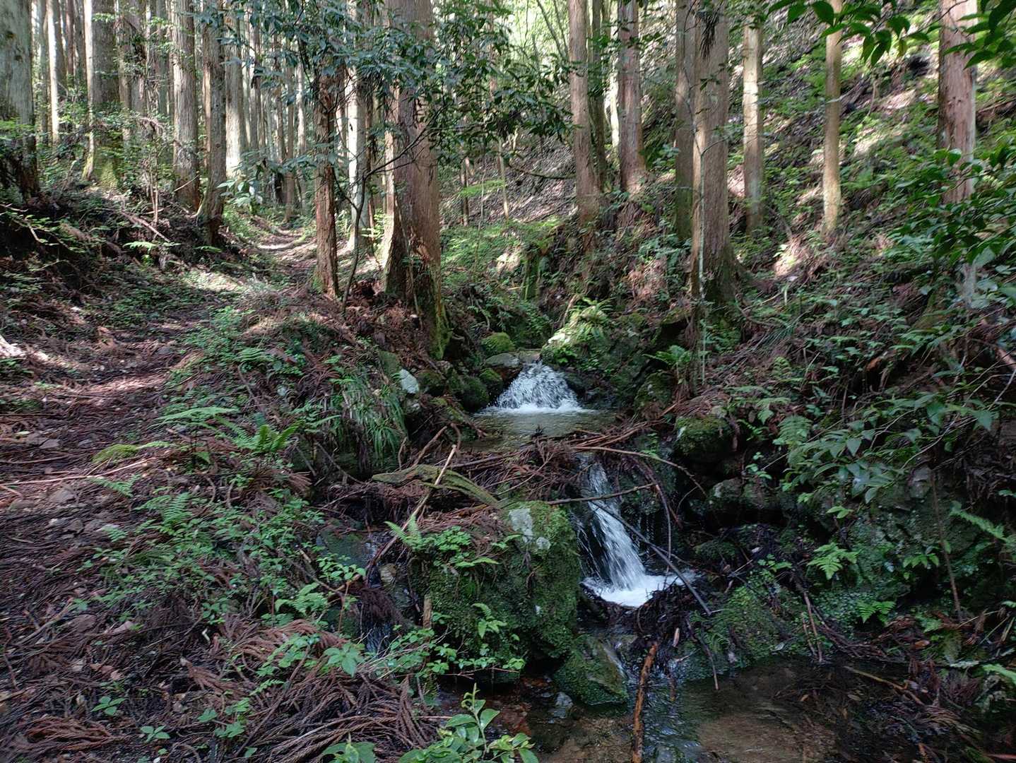 天神山登山口-天神山 往復コースの写真