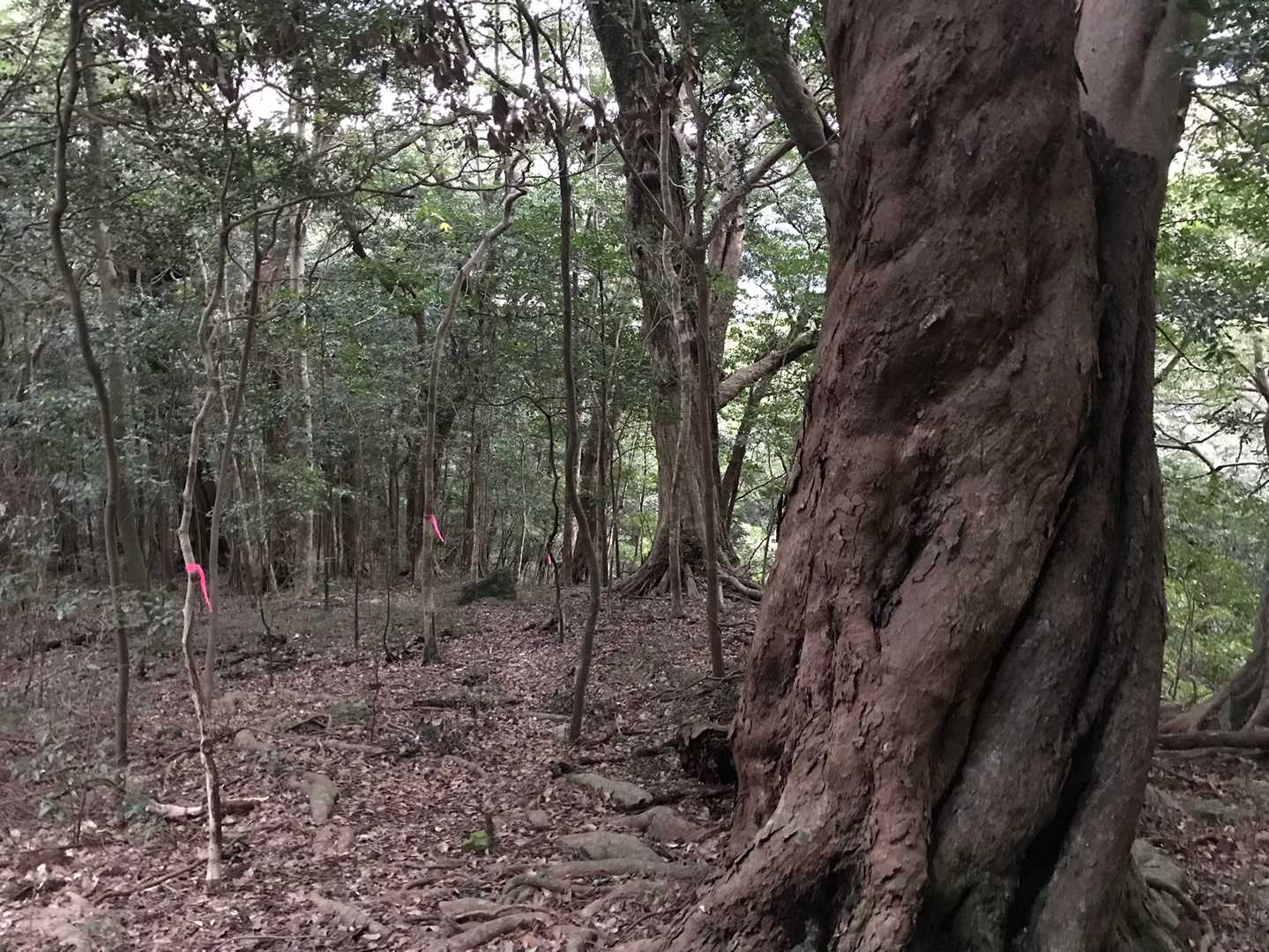 ピンクテープがないと遭難可能性大😑