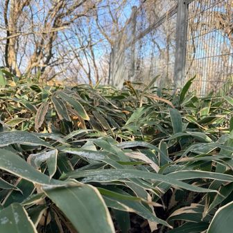 辺りは笹薮で山頂標無し。