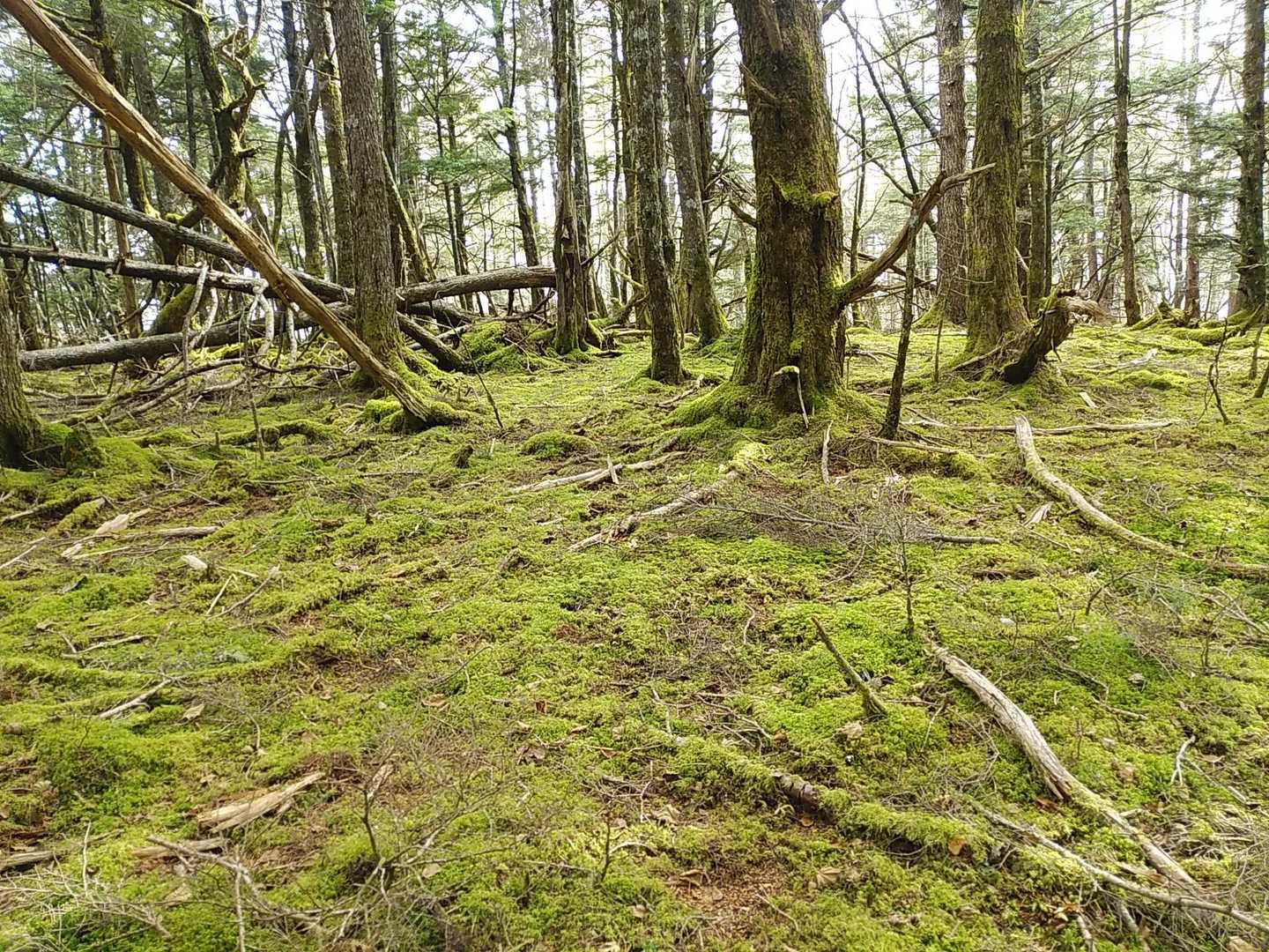 苔むす原生林