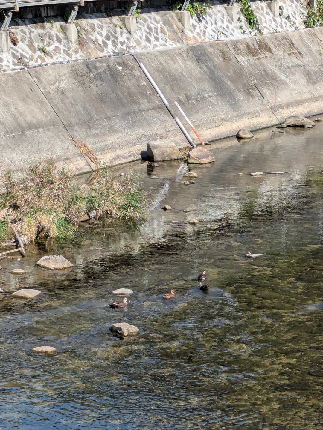 川のカモをみて…「丸々しとるわ〜美味しそう🦆」って…😂
小田山御三家の方々の会話は面白すぎます🤣
あっという間に、登山ルート確認終了🫡
当日が楽しみです〜🎶