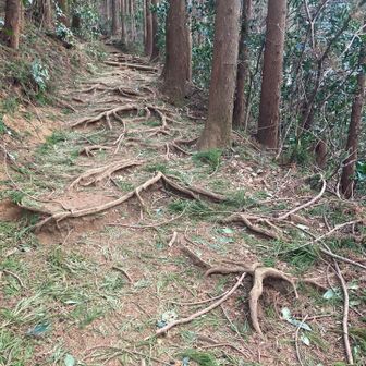 杉のいい香りが