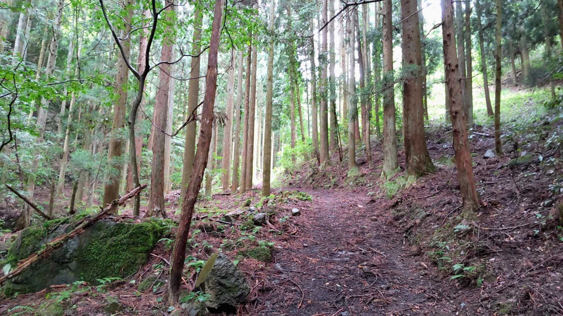よく整備された登山道
しかも木陰の中を歩くので涼しい