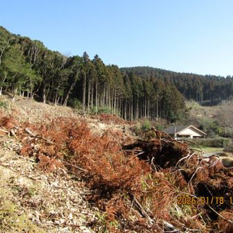 スギが切り払われて明るくなった