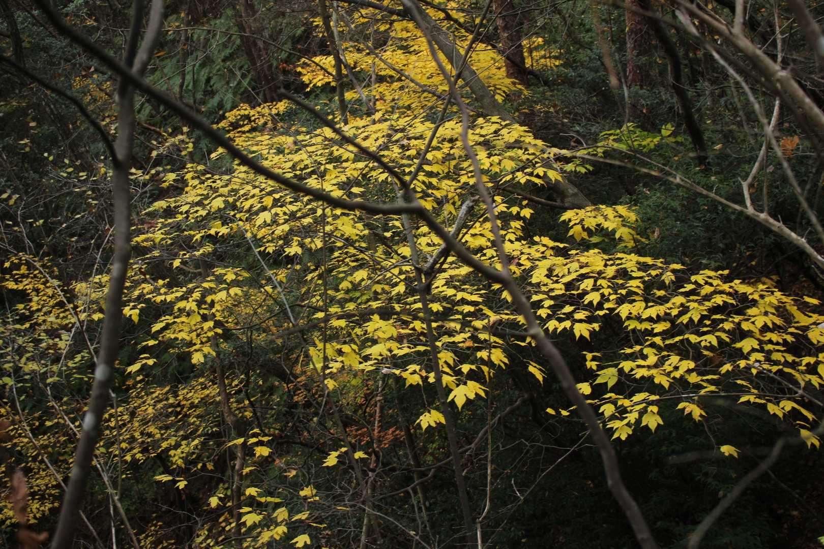 帆柱峠-帆柱山-中津岡山-奥滝山 周回コースの写真