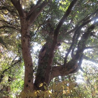 枝を広げた立派な木　この日こんな形の木を何度も見た