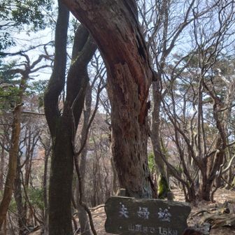 夫婦松
2本の内、片方は一部分しか
残っていませんでした💦