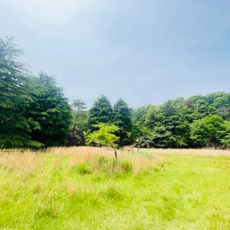 上に広場があるのね