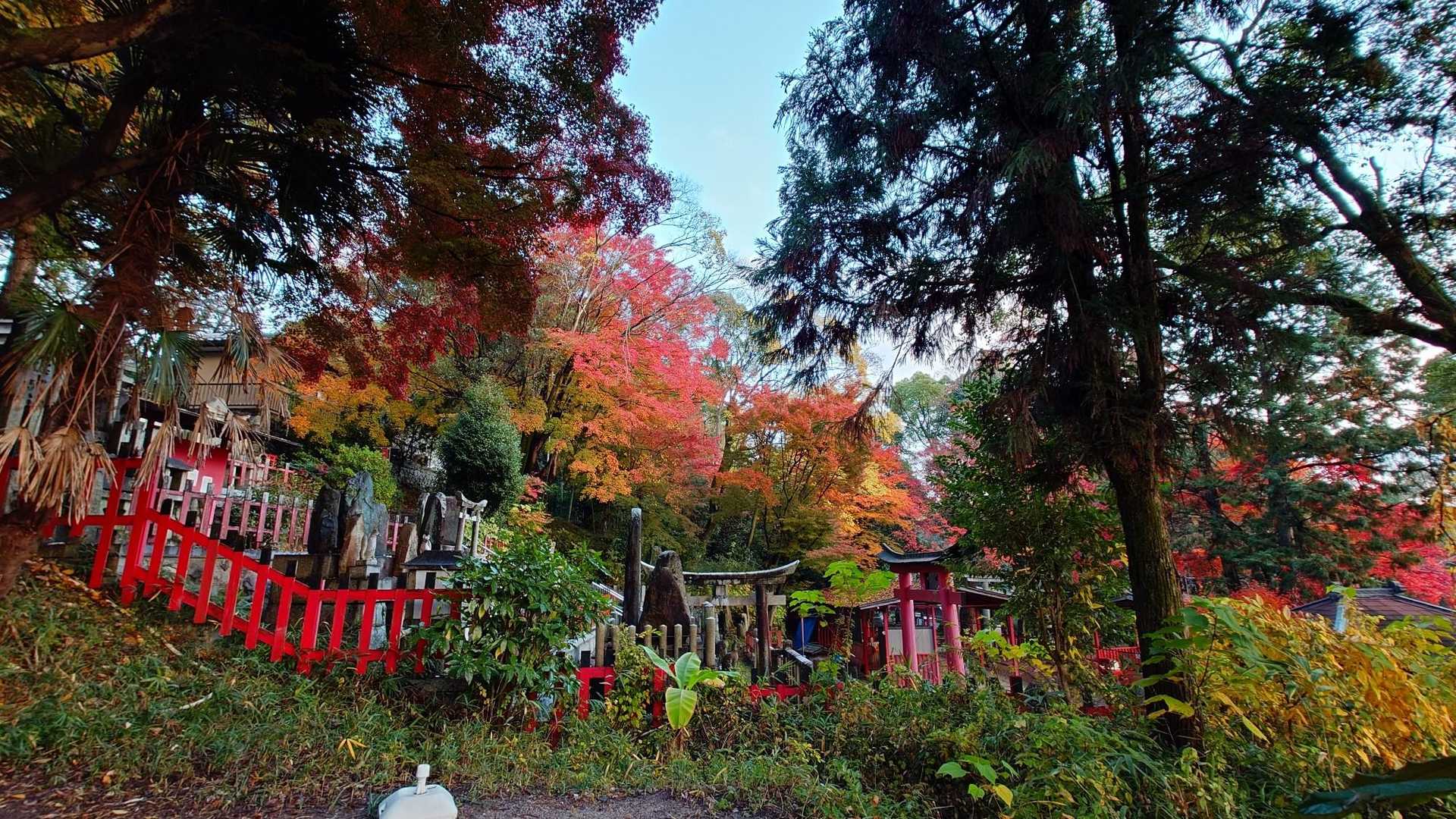 圧巻の千本鳥居を歩く、伏見稲荷山歩の写真