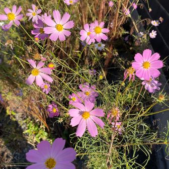 秋桜がお出迎え。
