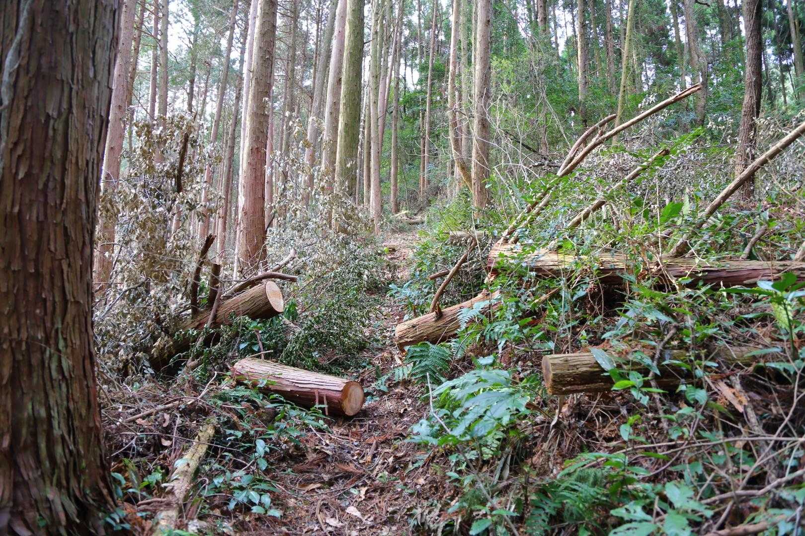 かむろ山 往復コースの写真