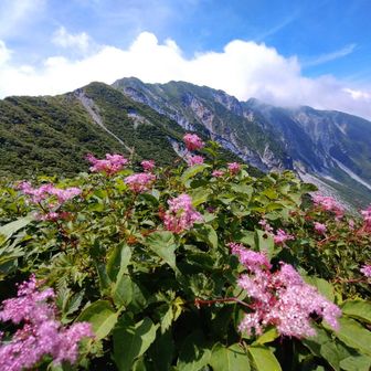 大山北壁とシモツケソウ🌸✨
ここまで登ってきてよかった〜