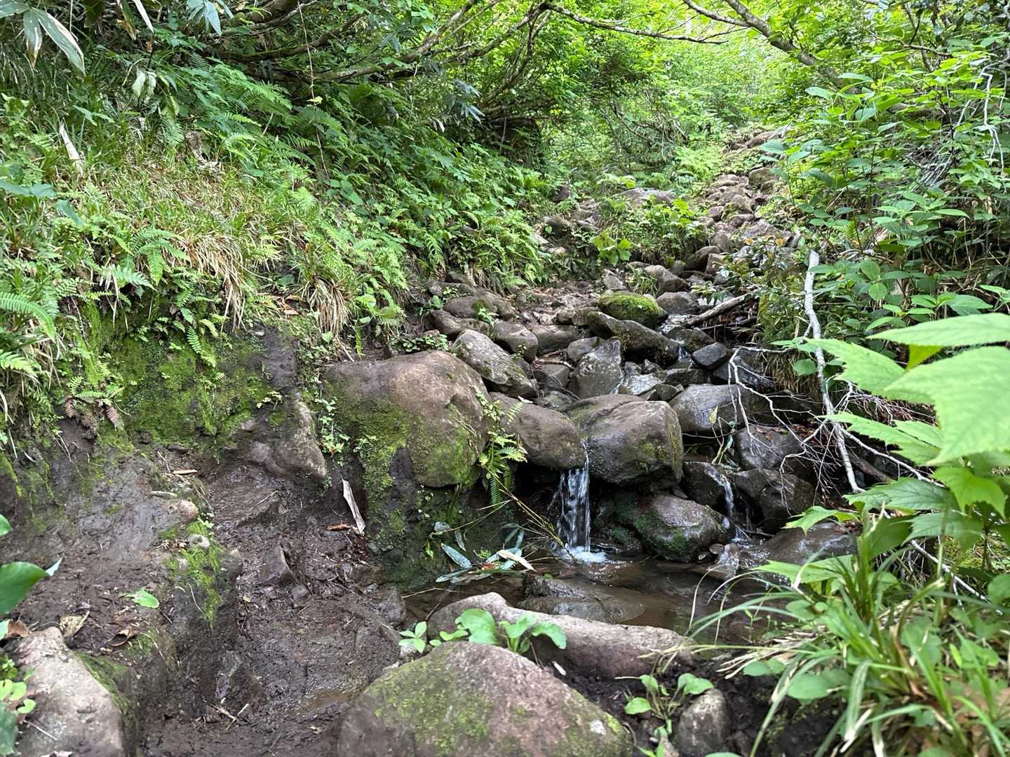 ネズモチ平登山口-前岳-カヘヨノボッチ 周回コースの写真
