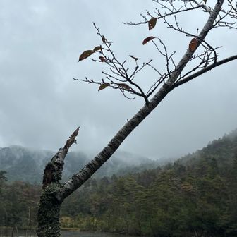 古池