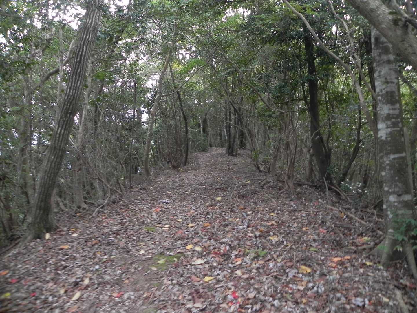 ナイストレイル