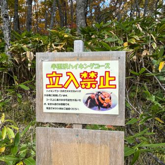 半面山へのルート閉鎖😭🐝