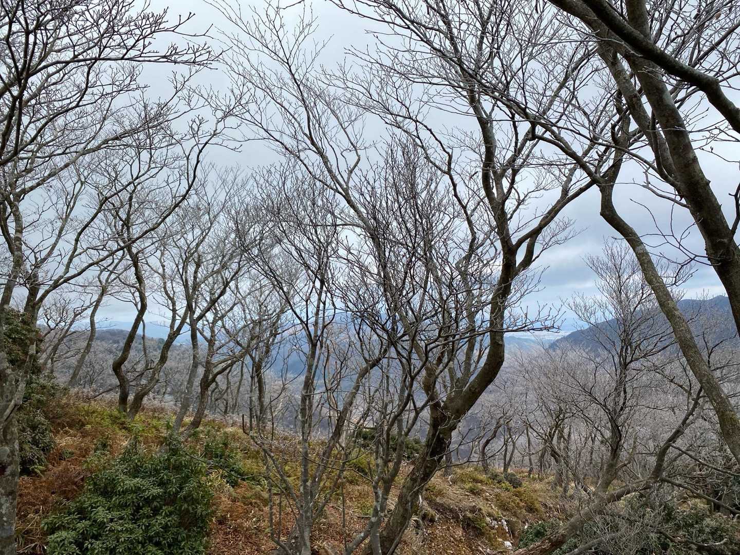 武平トンネル西駐車場登山口-沢谷峠-雨乞岳-杉峠 周回コースの写真