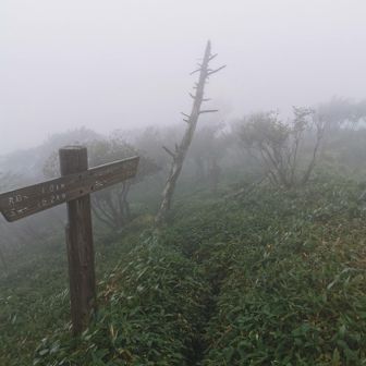 次郎笈への分岐。もちろんトラバースを選びます
